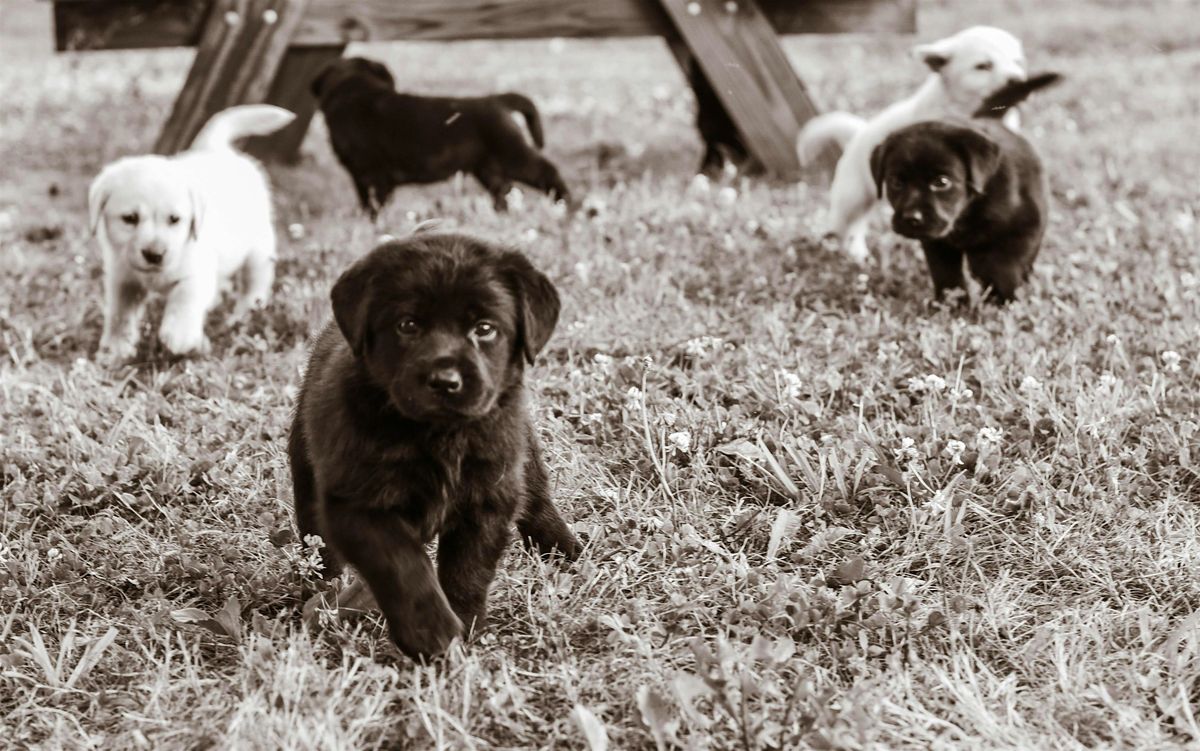 AmericanK9's Puppies & Pizza Party, 1 September | Event in Davidsonville | AllEvents
