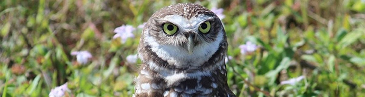 10-21-2025  Who Gives a Hoot! - Owls in Your Neighborhood, 21 October | Event in New Port Richey | AllEvents