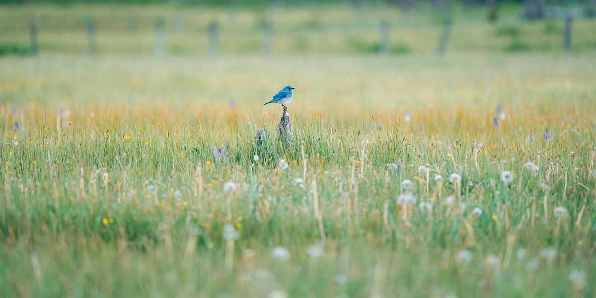 Phipps Meadow Bird Count & Botany Day | Event in Bates | AllEvents