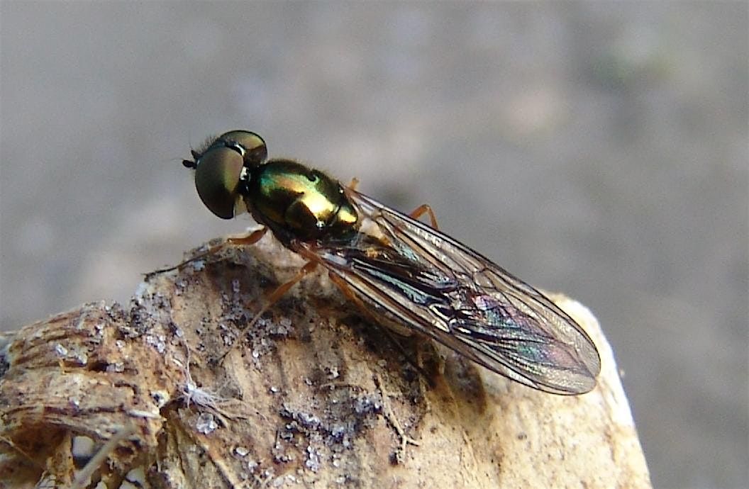 Identifying and Recording Soldierflies and Allies with Martin Harvey, 16 May | Event in Peterborough | AllEvents