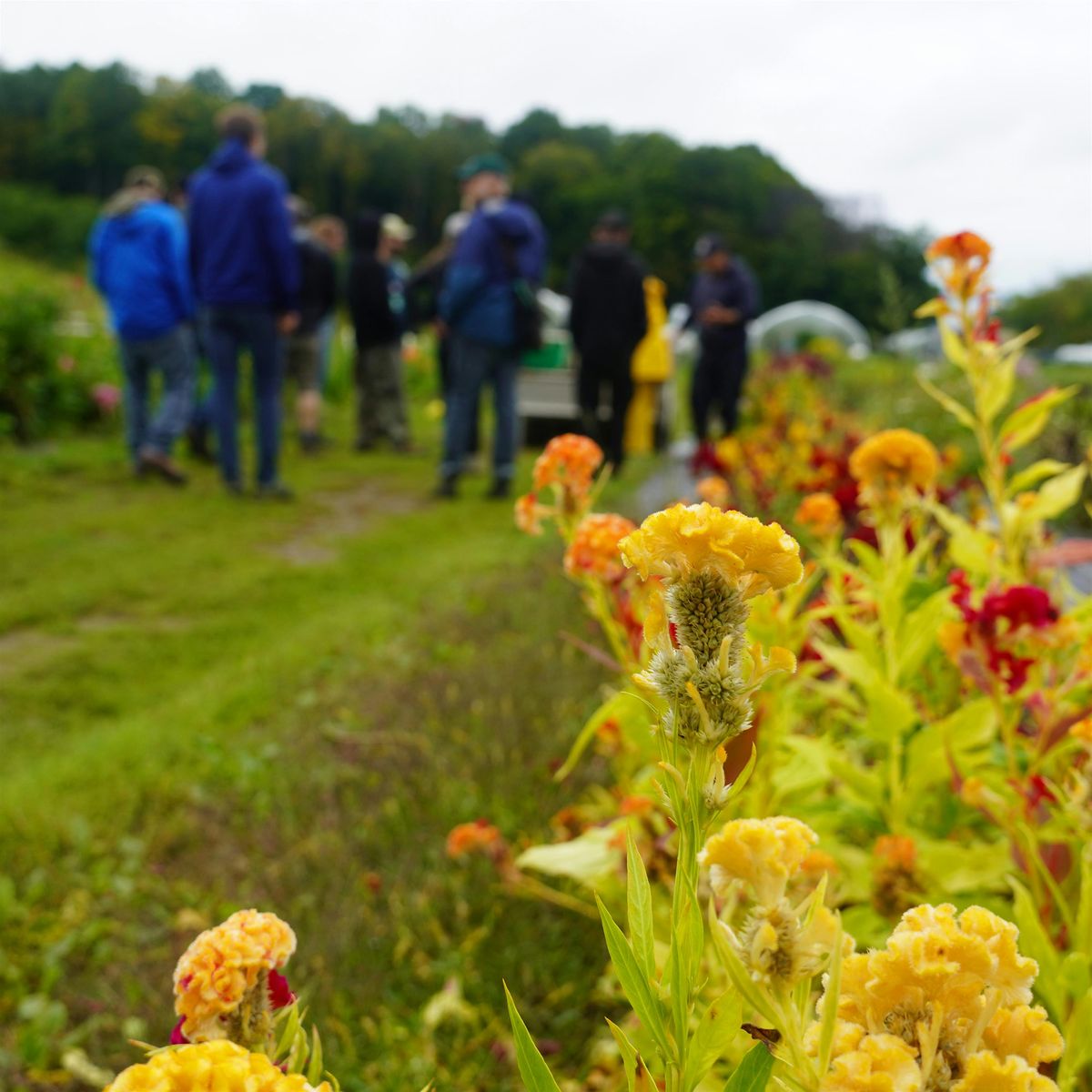 Tree ID and Natural History Tour of Ethan Allen Park, 22 October | Event in Burlington | AllEvents