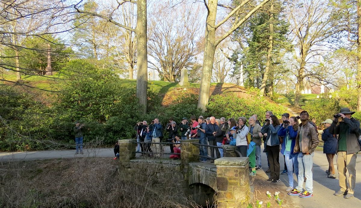 Birding 101 at Mount Auburn Cemetery, 21 May | Event in Cambridge | AllEvents