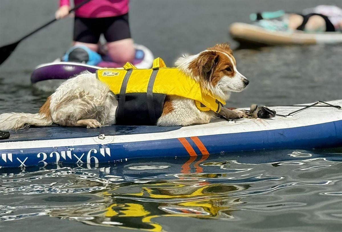 SUP with your PUP!, 27 July | Event in Aurora | AllEvents