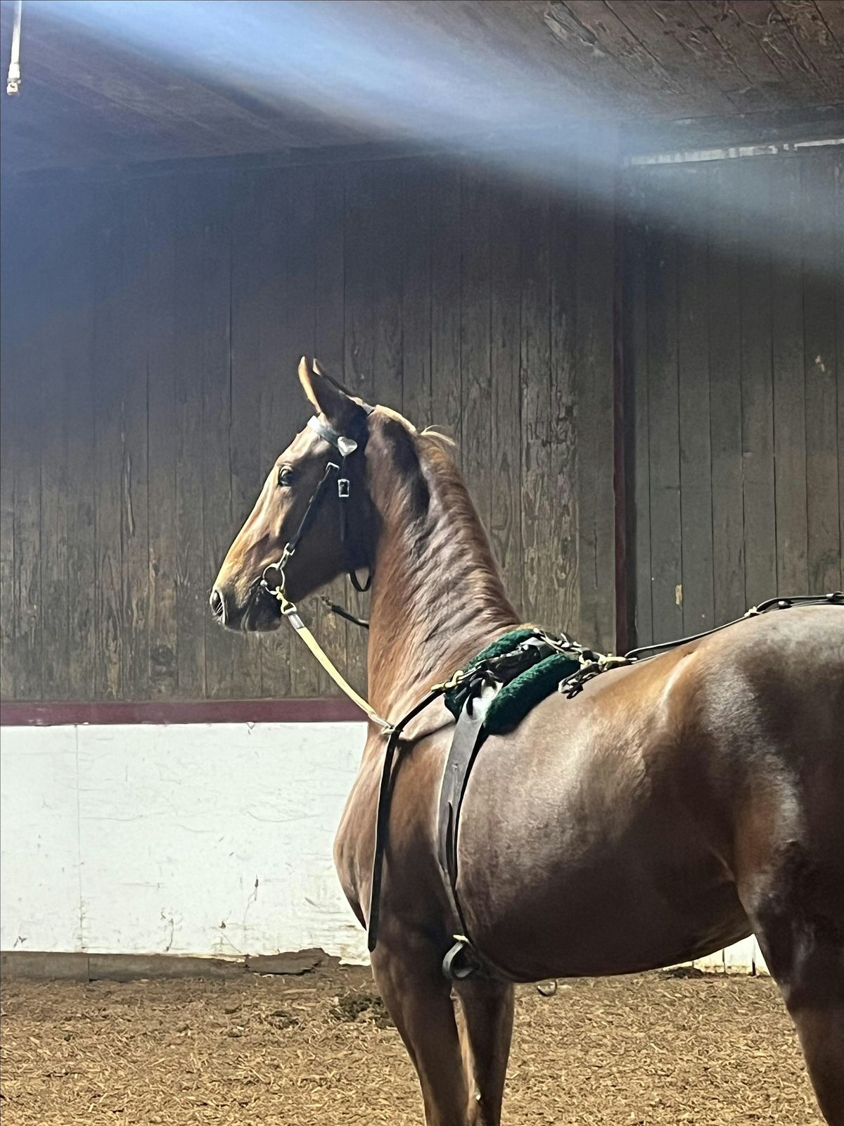 ALL Level Horse Lessons-One Lesson Mon-Fri | Event in Verona | AllEvents