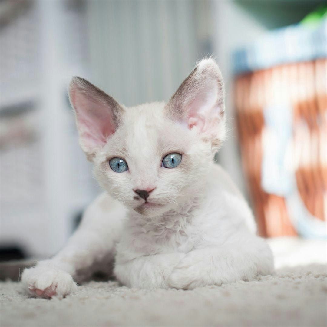 Kitten Yoga  by Yoga Kawa Toronto Devon Rex, 7 December | Event in Toronto | AllEvents