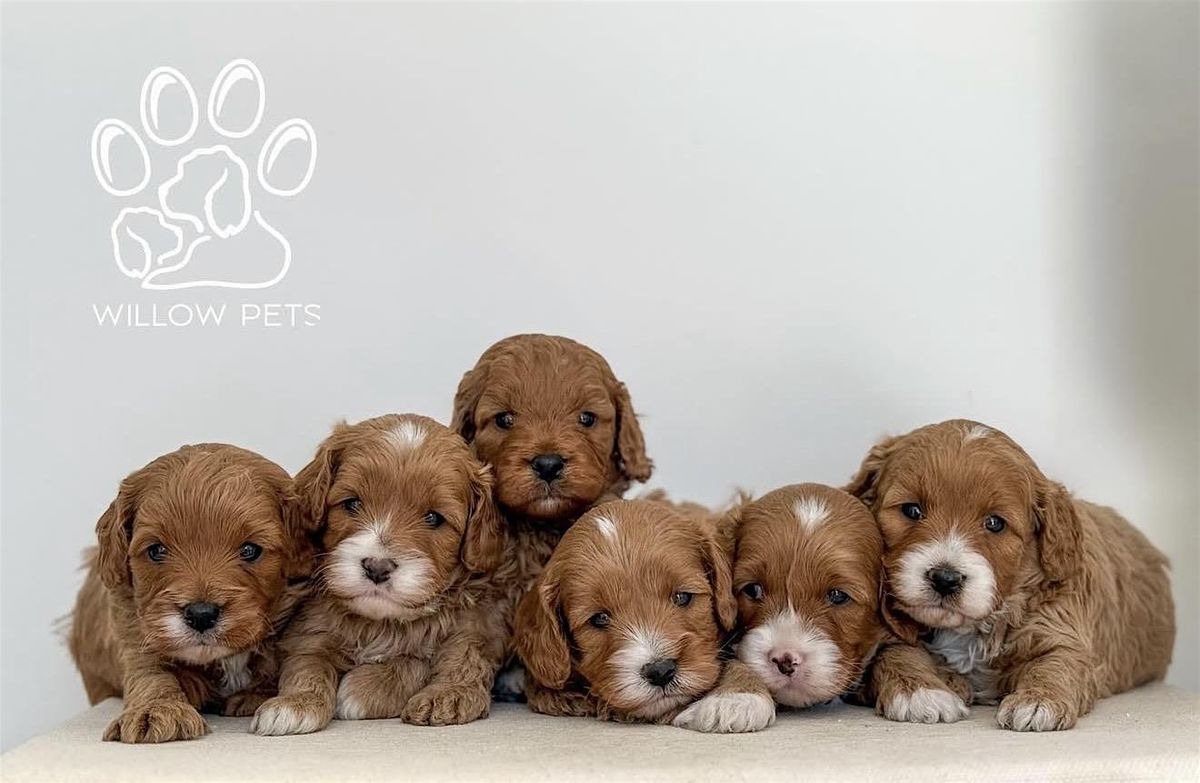 Puppy Pilates, 7 December | Event in Trafalgar | AllEvents