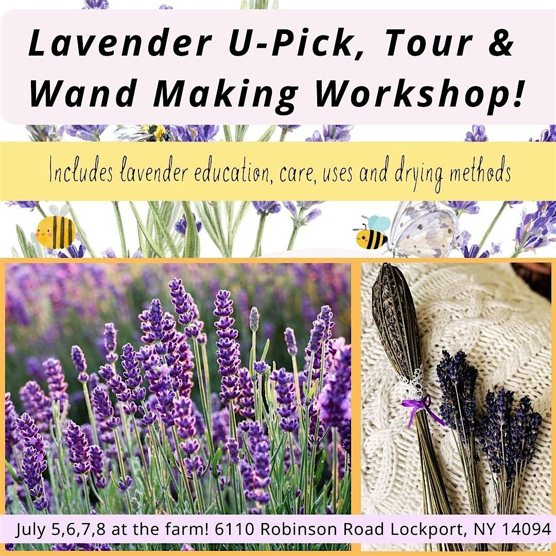 Lavender Days! 7/5 U-Pick Lavender, Tour, Education & Lavender Wand Making, 5 July | Event in Lockport