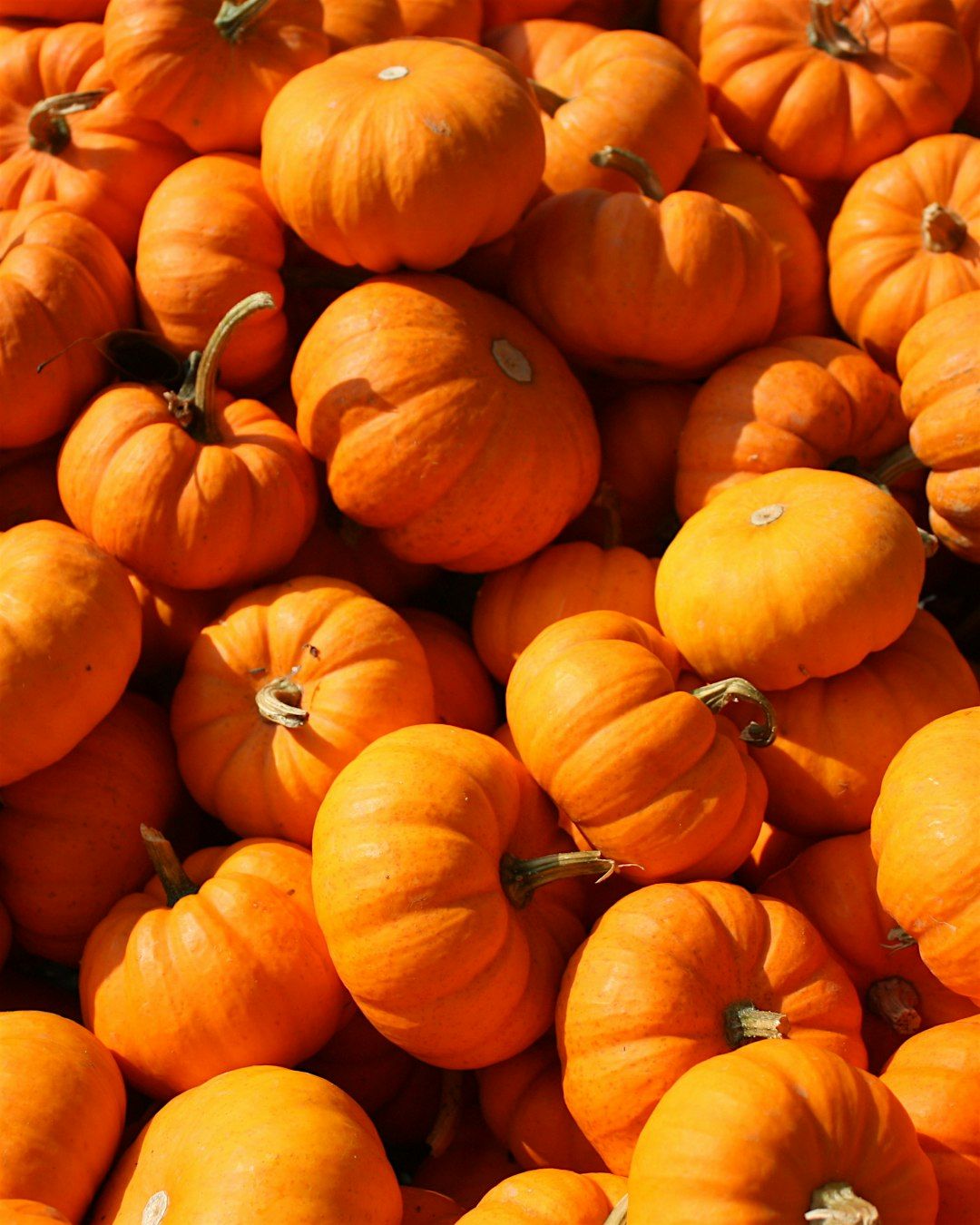 2025 Pumpkin Patch, 27 September | Event in Manteca | AllEvents