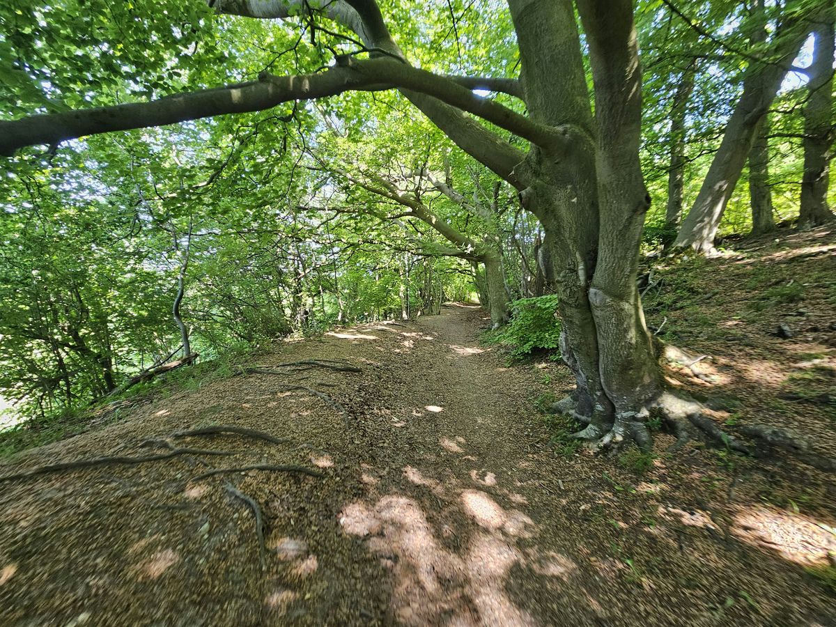 Heathlands, ancient woods, panoramic views and the Devils Punchbowl, 3 August | Event in London | AllEvents