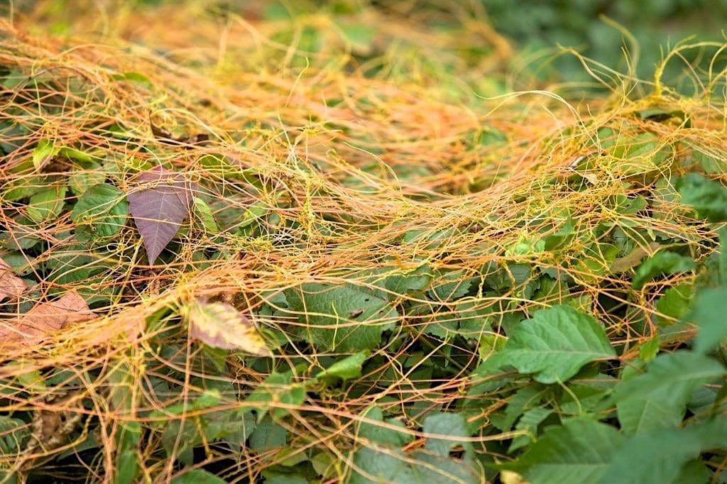 Invasive / Nuisance  plants and pests in central Florida, 16 December | Event in Lecanto | AllEvents