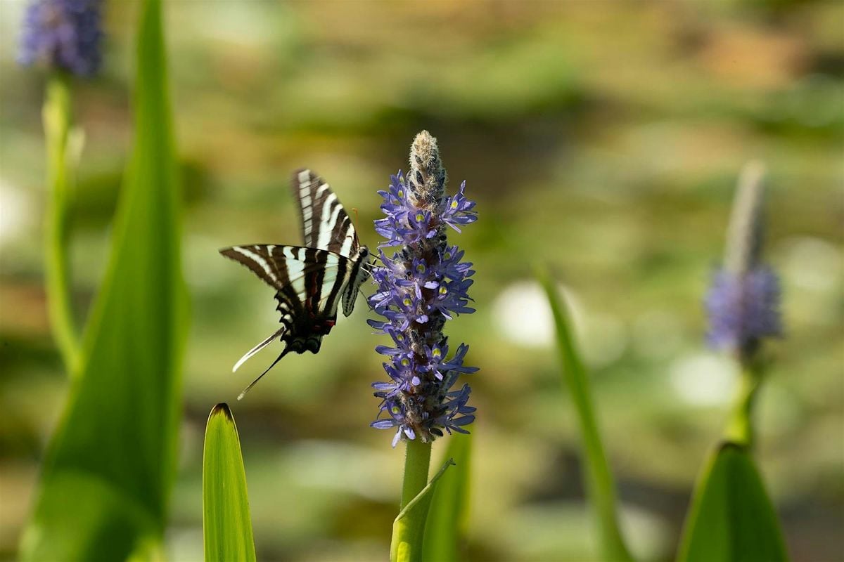 Stillness & Light: Nature Photography & Mindful Poetry w/ Inja 8/21 at 6pm, 21 August | Event in Washington