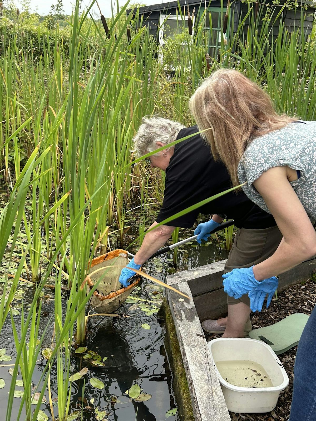 Pond Dipping 'for Beginners' (18+) - College Lake, Saturday 25 October, 25 October | Event in Berkhamsted