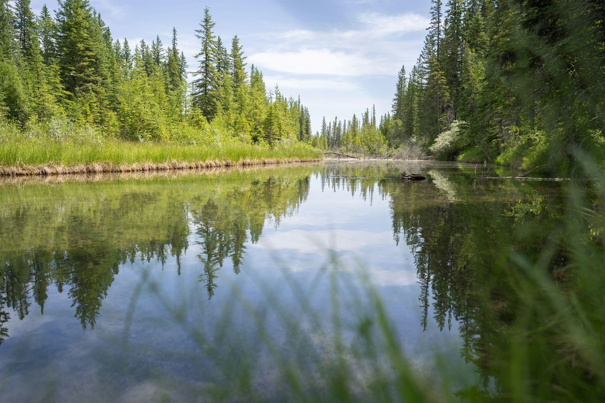 Griffith Woods Elder Walk, 7 June | Event in Calgary | AllEvents