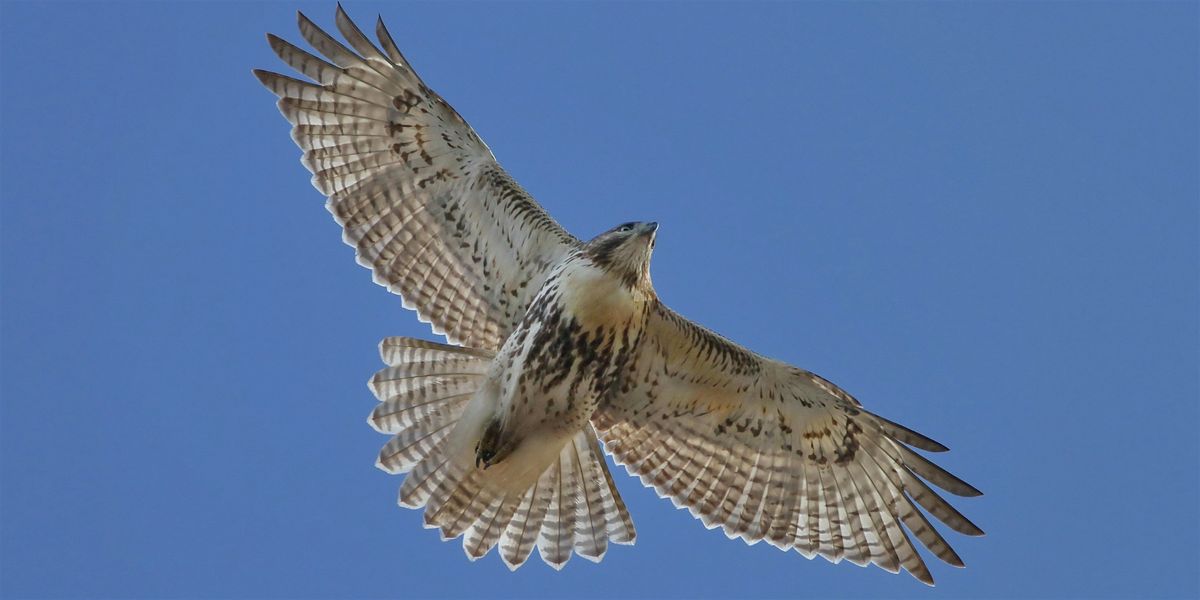 Migratory Bird Day Walk (Ages 8+), 11 October | Event in Niagara Falls | AllEvents