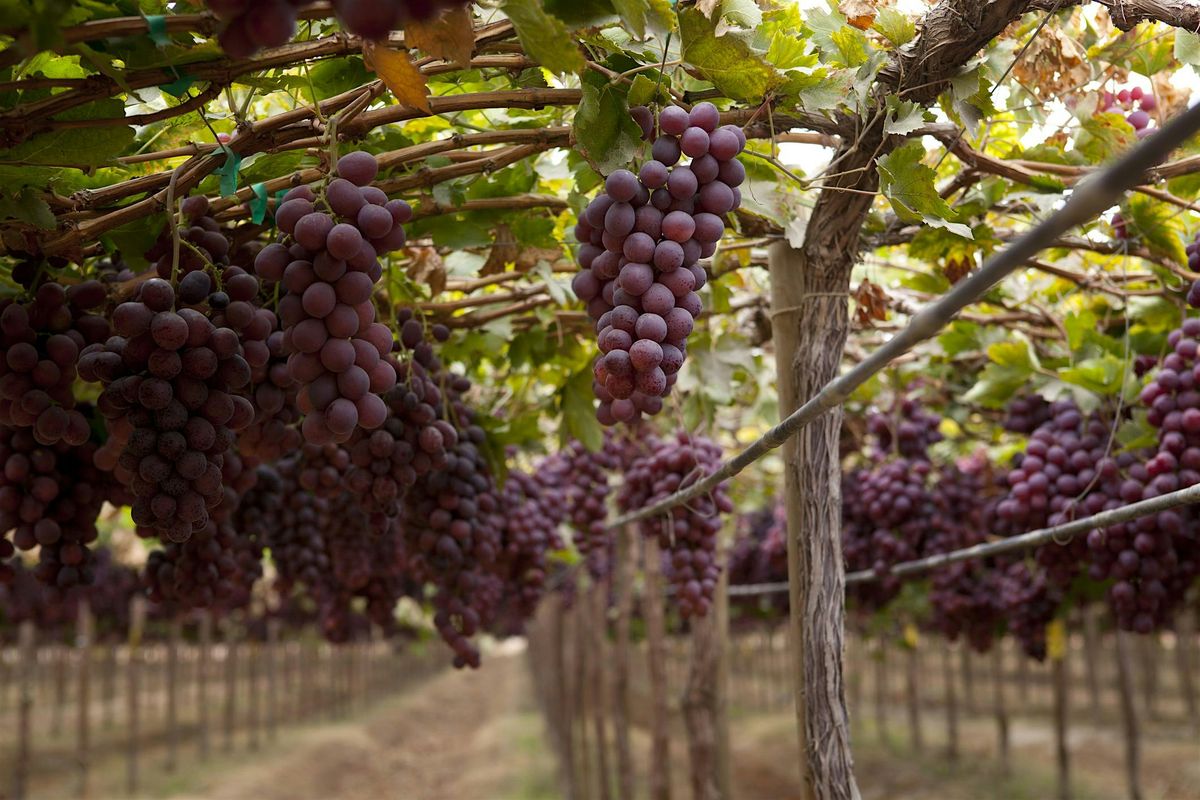 Complimentary Wine Sampling @ Longworth Hall | One Grape, Many Lands, 8 August | Event in Cincinnati | AllEvents