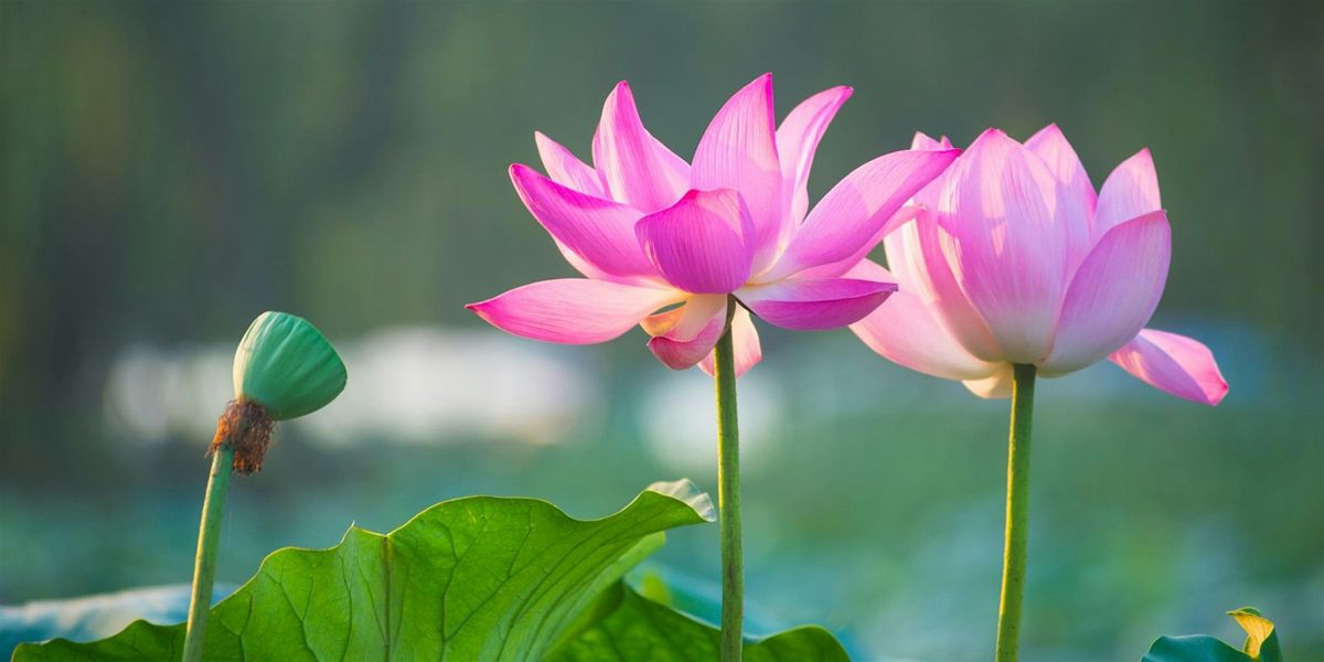 Meditate on Gratitude (Free Class), 7 December | Event in San Diego | AllEvents