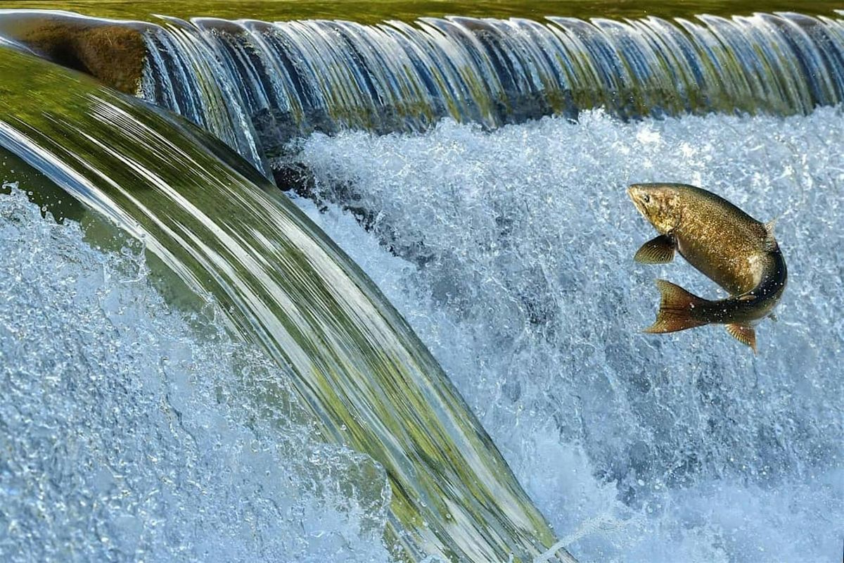 Salmon Watch - Oct 14 @ TouVelle State Recreation Site, 14 October | Event in Central point | AllEvents