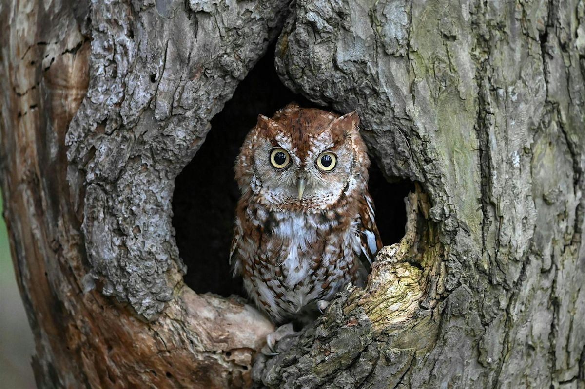 Wildlife Enhancement Woodland Walk at Siuslaw Model Forest, 13 September | Event in Acra | AllEvents