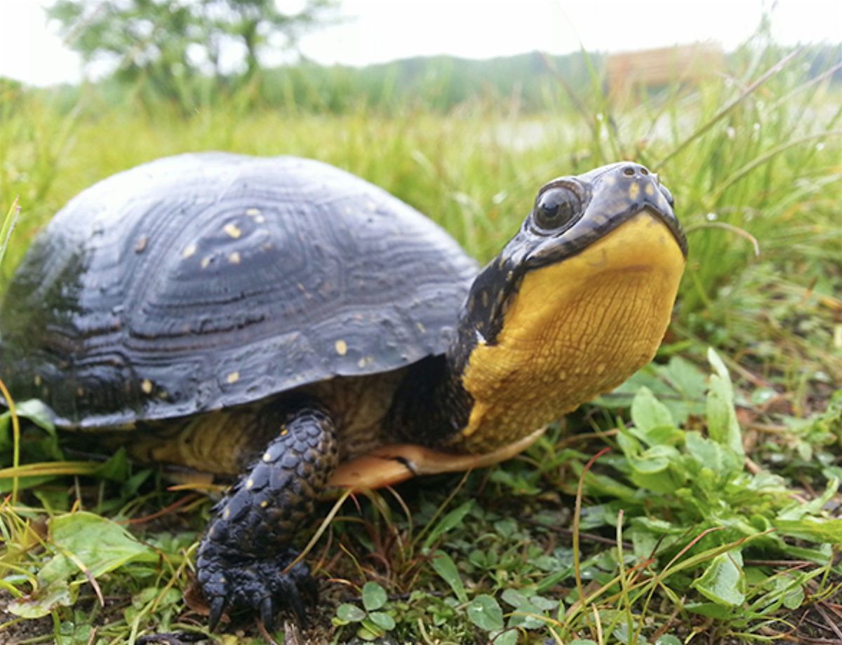 Clay Sculpture: Turtles of the St. Croix River, 15 November | Event in Osceola | AllEvents