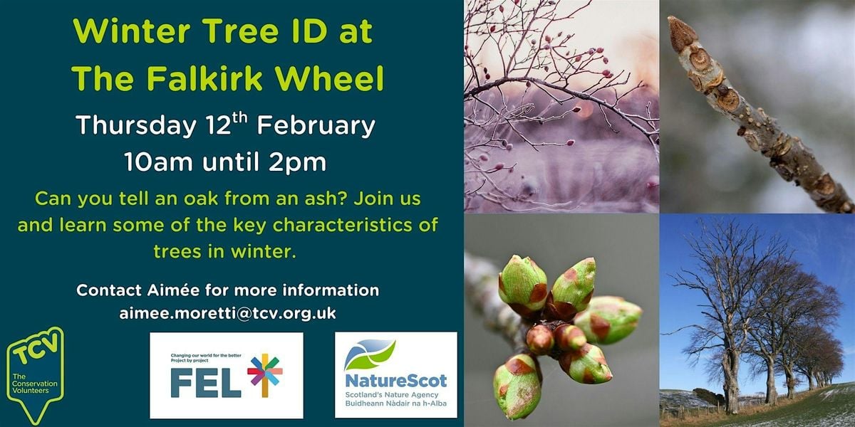 Winter Tree ID at The Falkirk Wheel, 12 February | Event in Falkirk | AllEvents