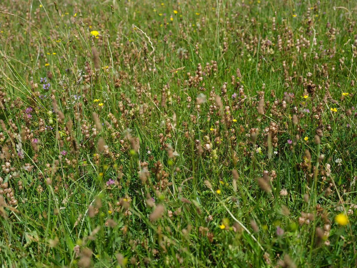 Making and Unmaking the Meadow, 7 September | Event in Brook | AllEvents
