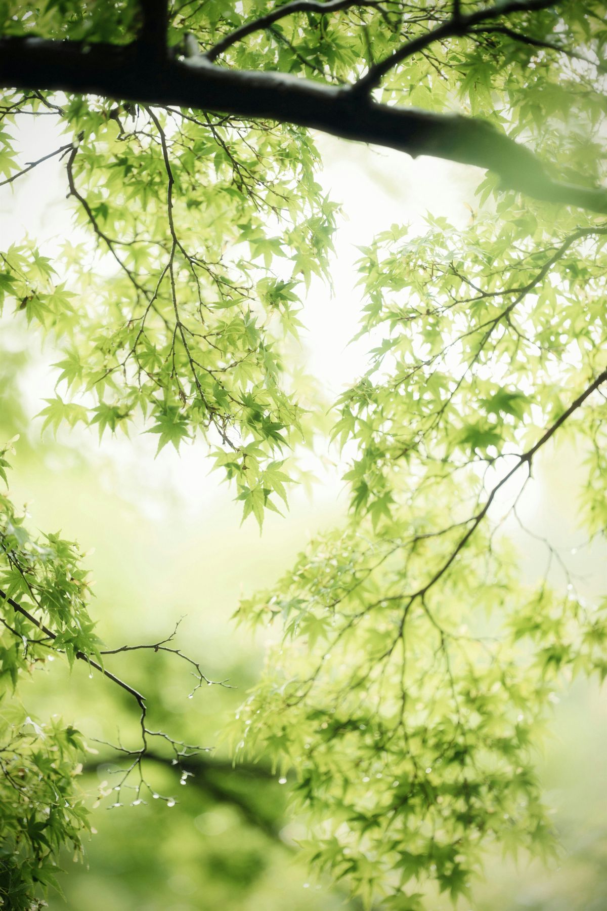 Climate Change 101 – Causes & Effects, 13 August | Event in Lake Zurich | AllEvents
