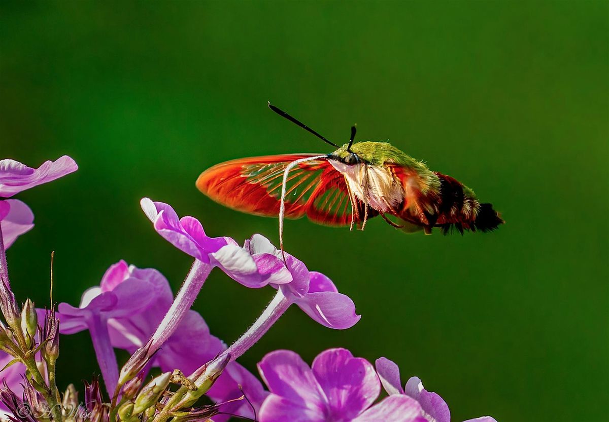 WPP Event: Exploring Our World through iNaturalist, 1 July | Event in Woodstock | AllEvents