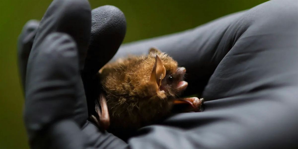 November First Saturday Open House: Spooky Creature Feature—Bats!, 1 November | Event in Philadelphia | AllEvents