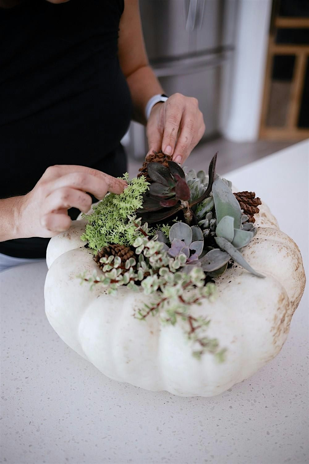 Succulent Pumpkin Centerpiece Workshop, Modern Pine Studio