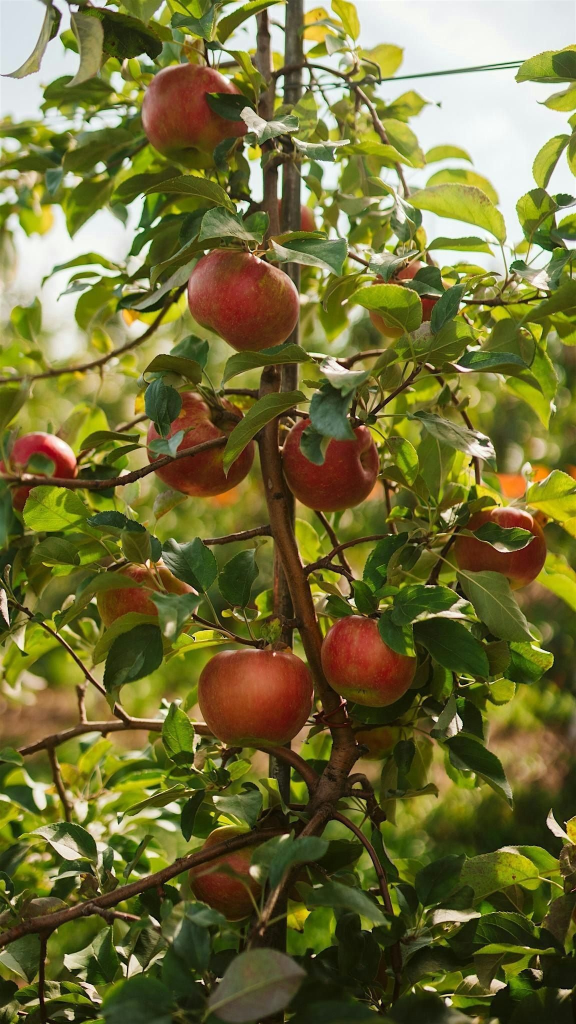 Monarch Orchard Yin Yoga Sound Healing, 19 October | Event in Charlton | AllEvents