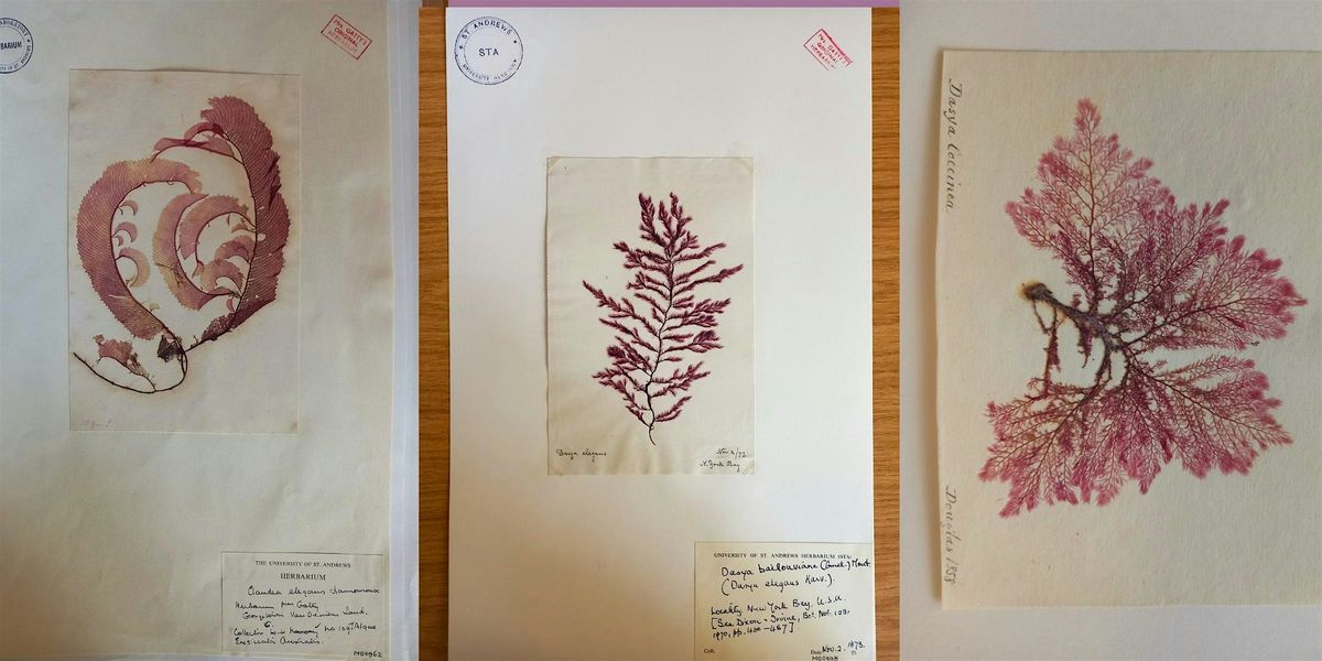 Treasures of the Deep Book Club - The Media of Seaweeds, 15 January | Event in St Andrews | AllEvents