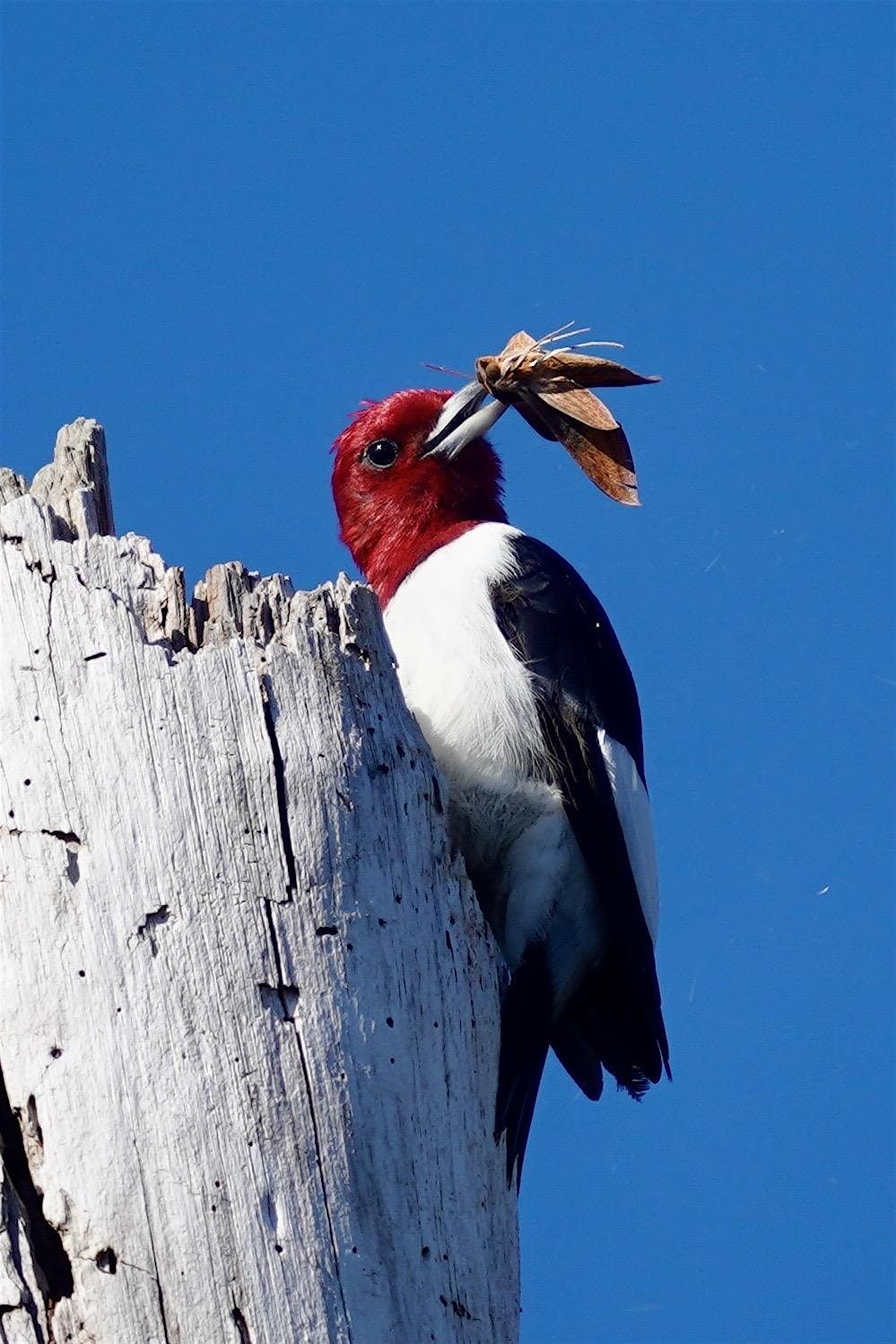 Guided Birding Walk: Spring Migration, 20 April | Event in Bonita Springs | AllEvents