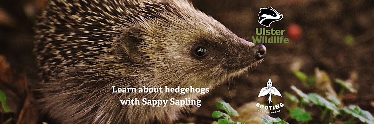 Learn about Hedgehogs with Sappy Sapling, 29 November | Event in Belfast | AllEvents