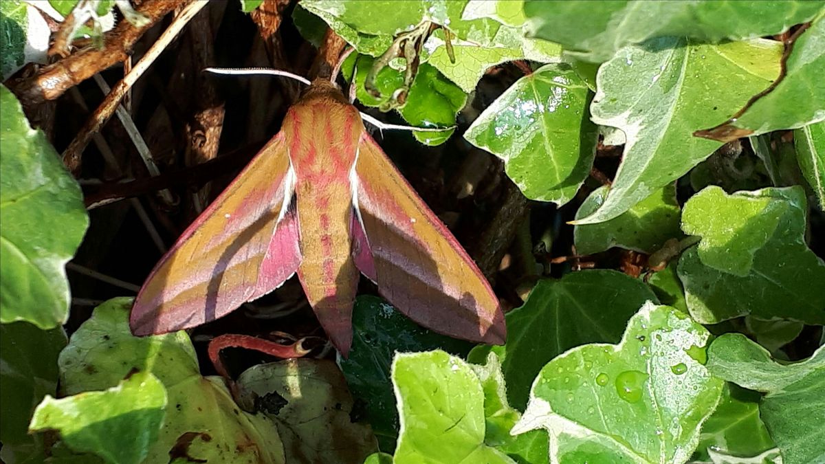 Moths near Lower Chapel, 21 September | Event in Lower Chapel | AllEvents