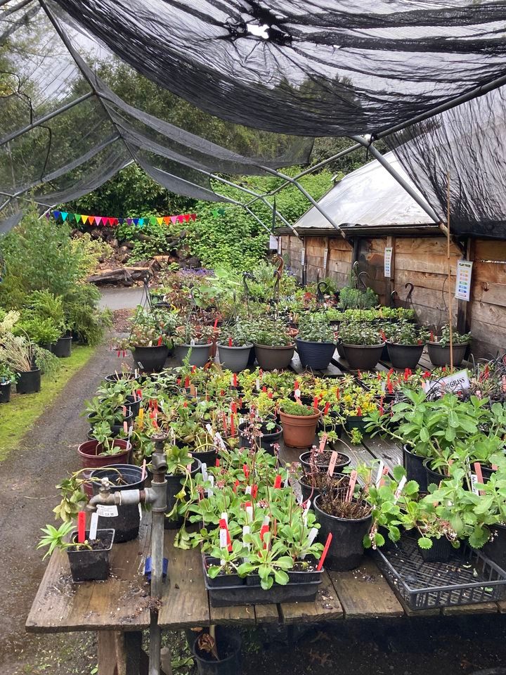 20th Annual Friends of the Ledding Library Plant Sale, Milwaukie Floral ...