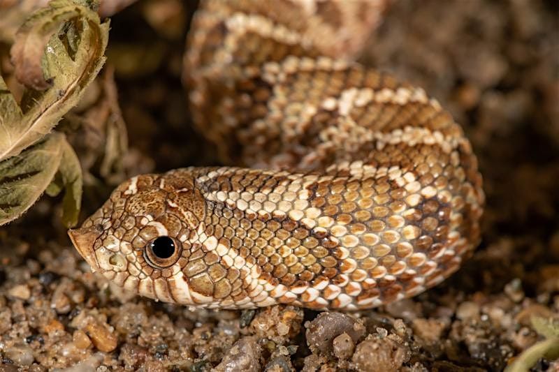 Animal Talk - Western Hognose Snake, 15 August | Event in Brighton | AllEvents