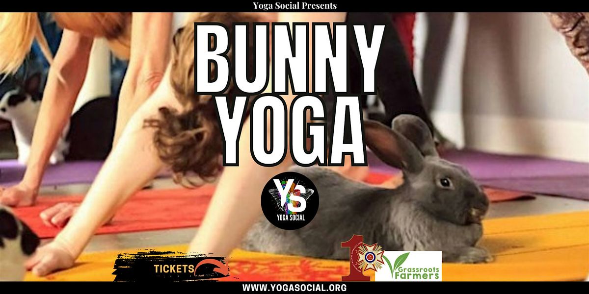 Adoptable Bunny Yoga at VFW Post 1, 22 November | Event in Denver | AllEvents