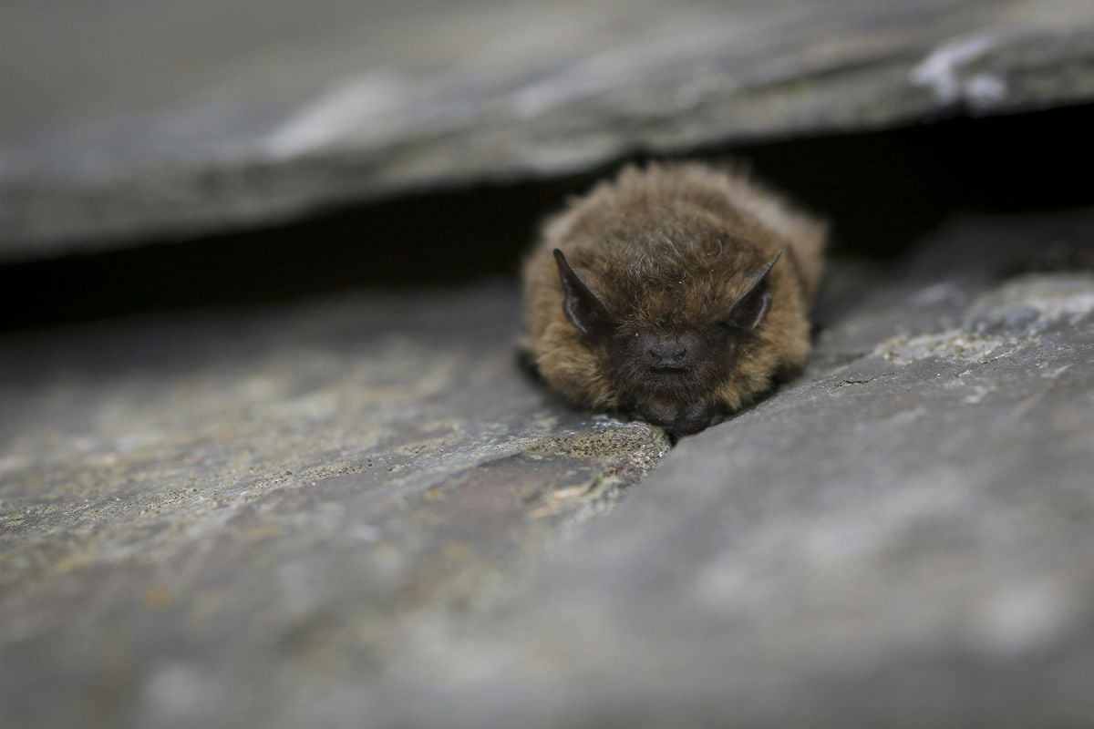 Wild Walk - Bats! Bat Week! Bat Walk!, 17 October | Event in Melton Mowbray | AllEvents