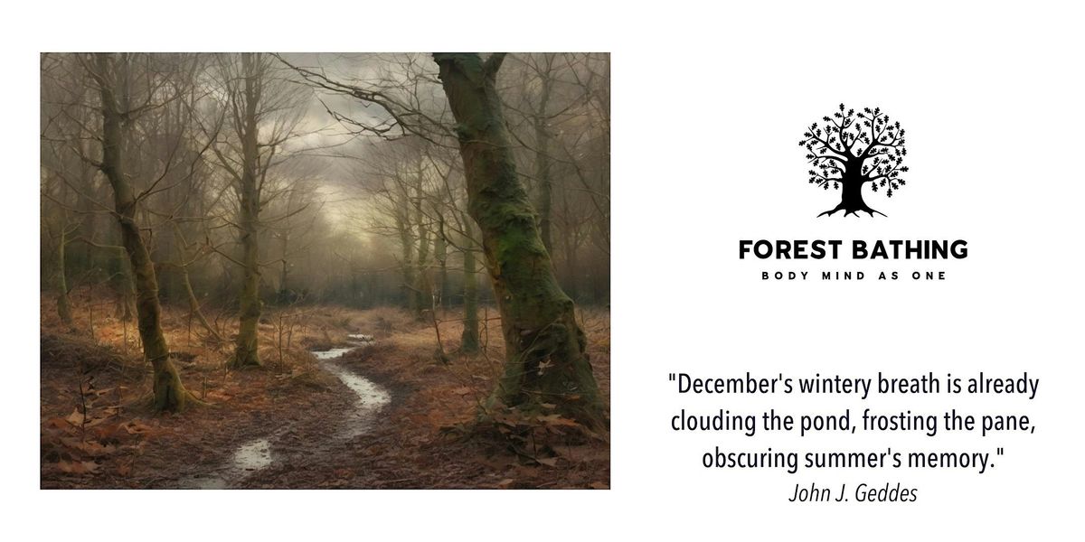 Winter Forest Bathing, 14 December | Event in Hadleigh | AllEvents
