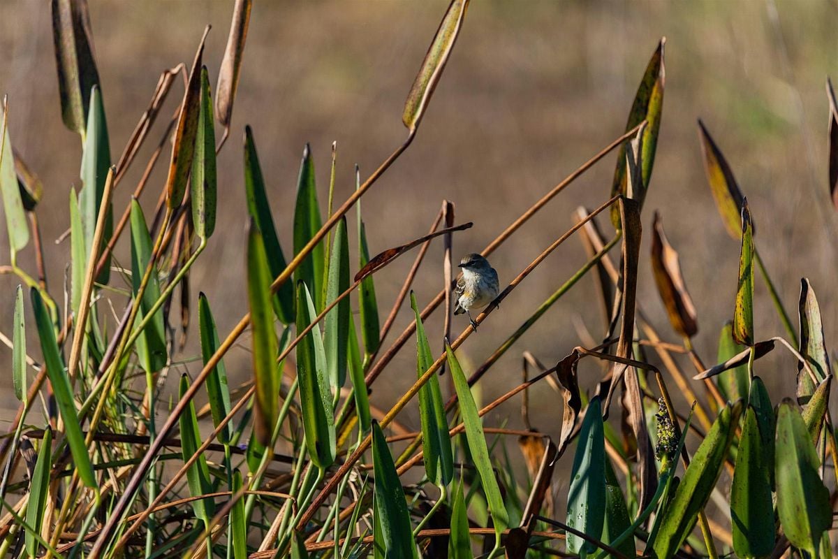 Guided Birding Walk: Fall Migration, 17 November | Event in Bonita Springs | AllEvents