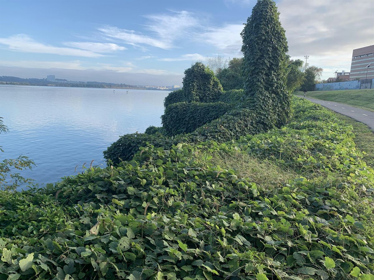 National Trails Day- Invasive Kudzu Removal on the Mount Vernon Trail, 7 June | Event in Alexandria | AllEvents