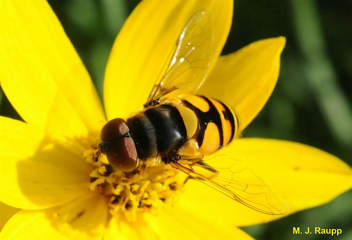 The Hover Fly: Predaceous Pollinator  Workshop, 17 May | Event in Vancouver | AllEvents