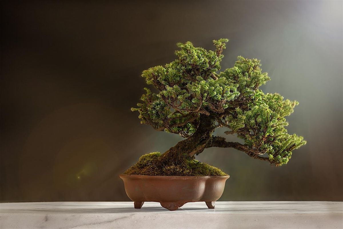 Bonsai Bonanza with the Maryland Bonsai Association, 19 July | Event in Baltimore | AllEvents