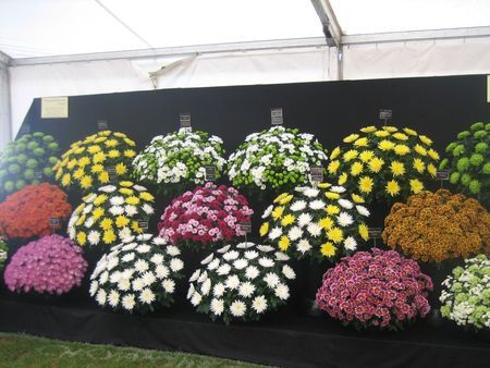 Kent Garden Show - WMH Leisure Events | Event in Maidstone | AllEvents.in