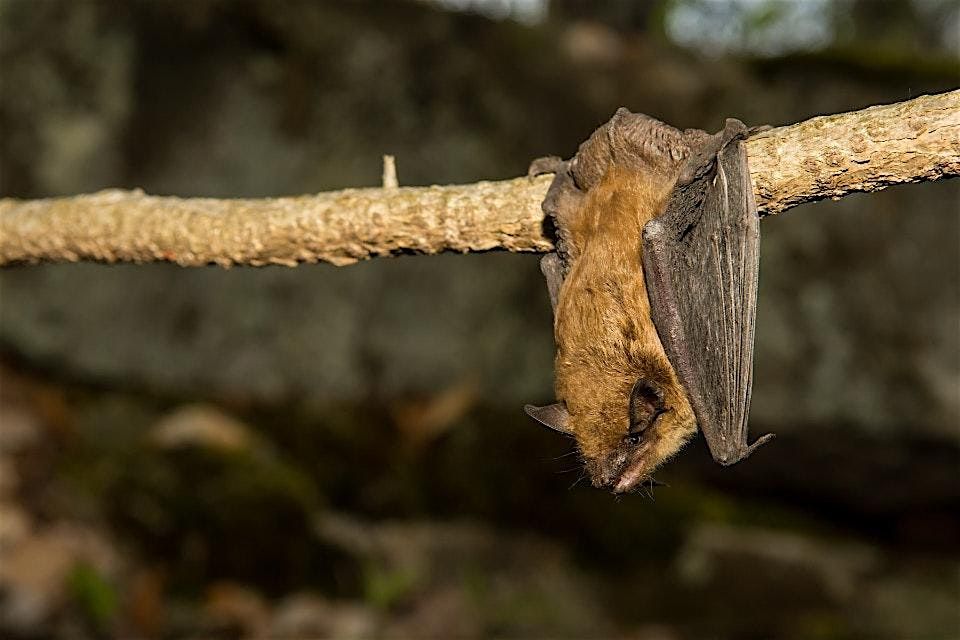 An Evening with the Bats, 29 August | Event in Hillsborough Township | AllEvents