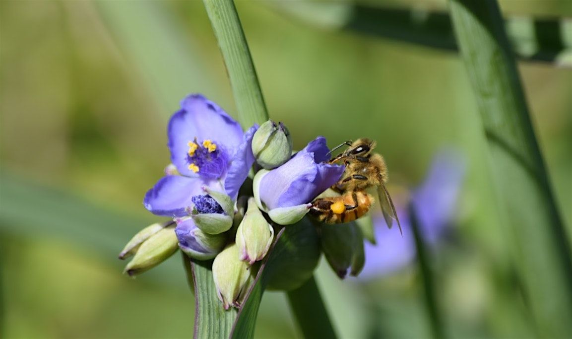 Native Plants on the Ron Sapp Egans Creek Greenway (south)
