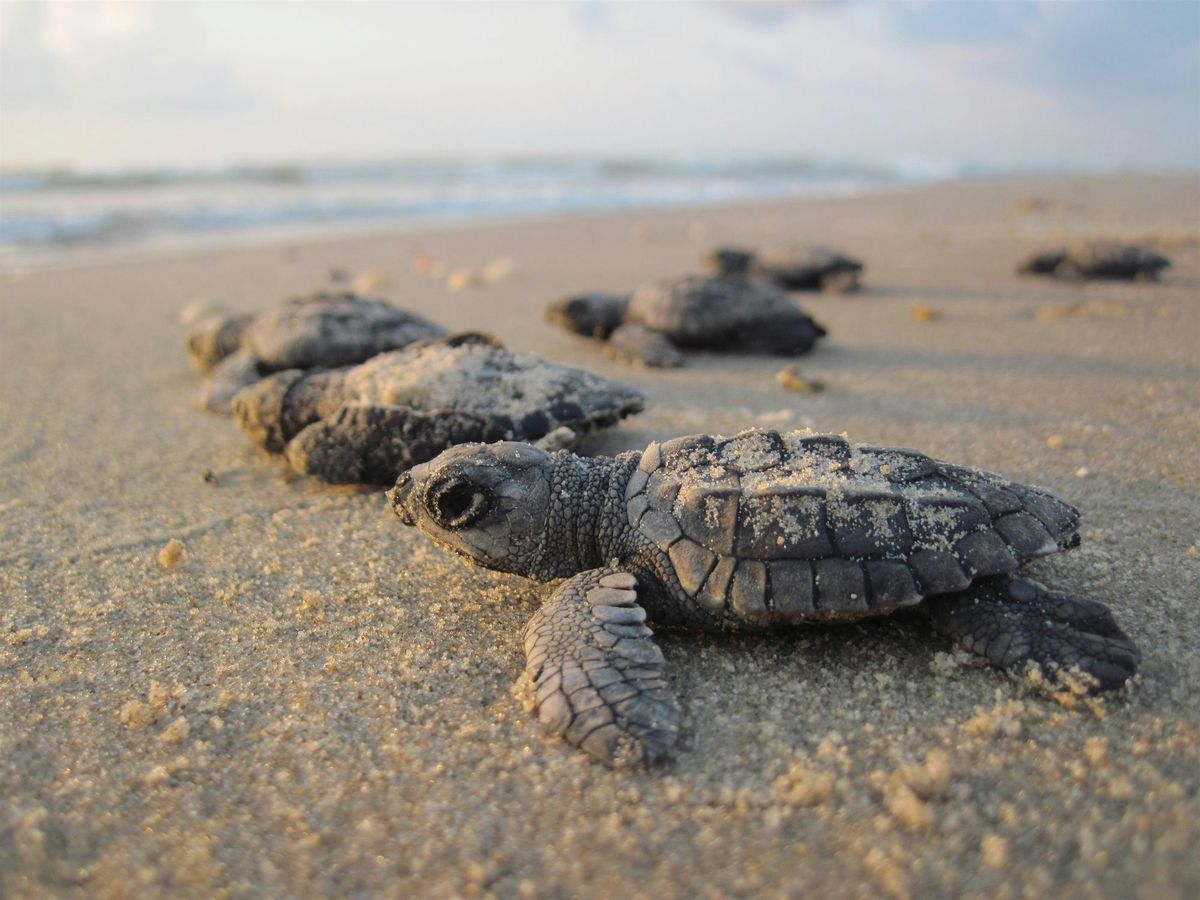 2025 SFAEP Summer Splash - July Event | 7/29 Sea Turtle Hatchling Release, 29 July | Event in Dania Beach