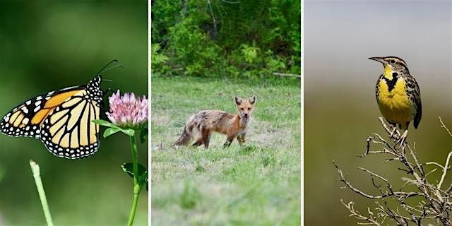 Options for Managing Old Fields for Wildlife, 17 July | Event in Alstead | AllEvents