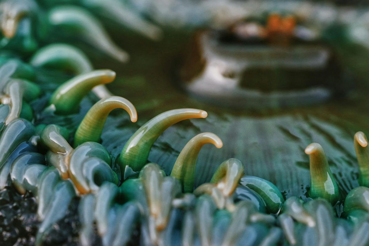 Yachats State Park Tidepool Ambassador Tour, 9 August | Event in Yachats | AllEvents