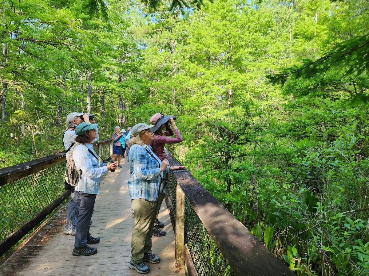 Guided Walk: CREW Bird Rookery Swamp, 11 April | Event in Naples | AllEvents